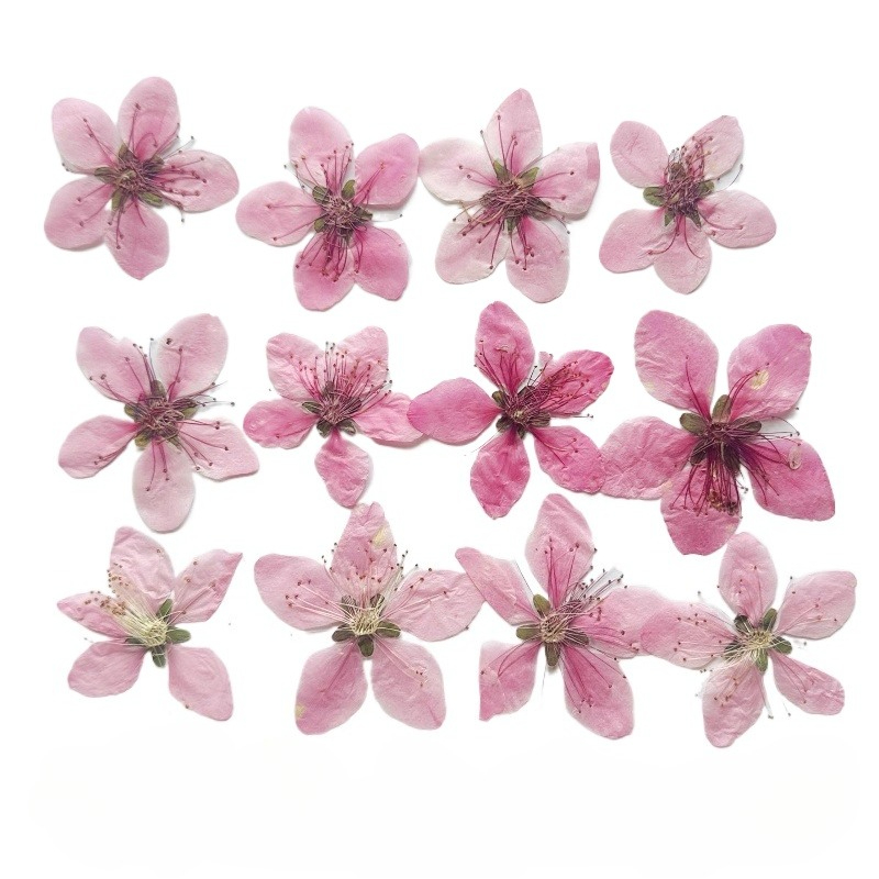 Case Fan - 12pcs,Nature Peach Blossom Pressed Dried Flower