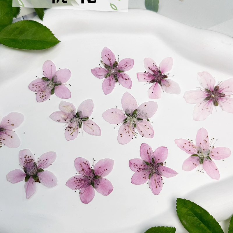 12pcs,Nature Peach Blossom Pre - Case Fan review and price