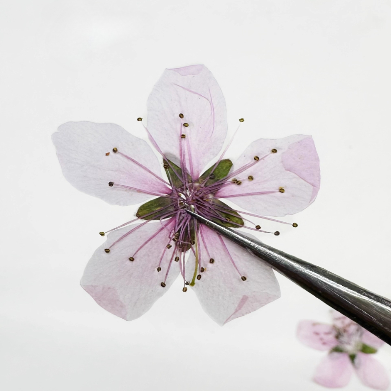 12pcs,Nature Peach Blossom Pre - Case Fan review and price